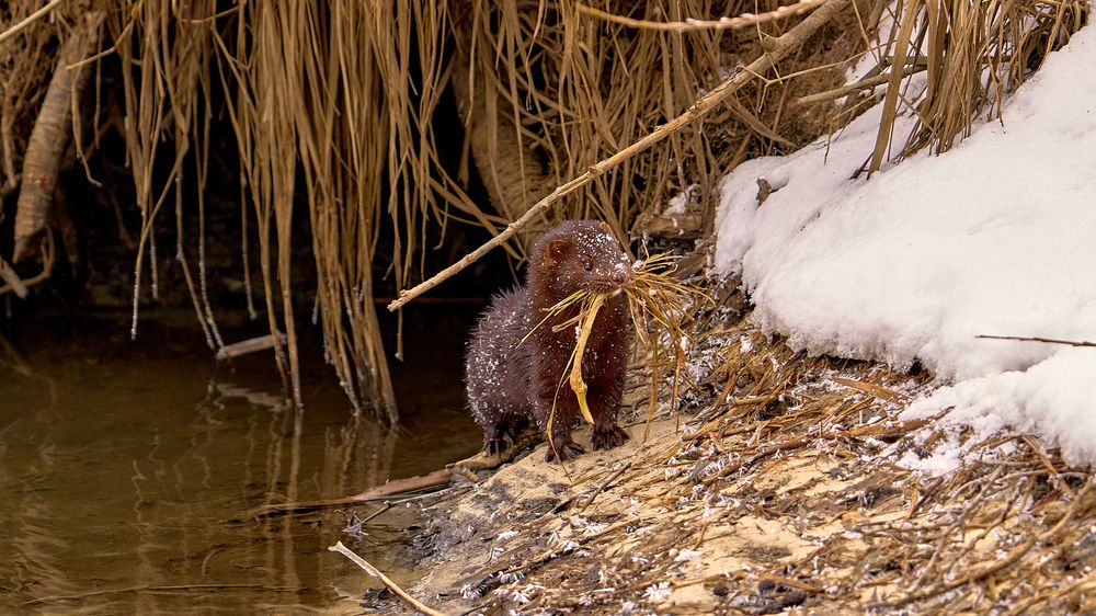 Норка (веган)