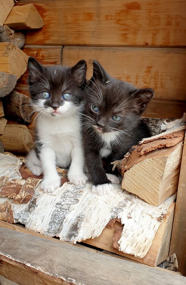 Фотография автора Татьяна Зарипова