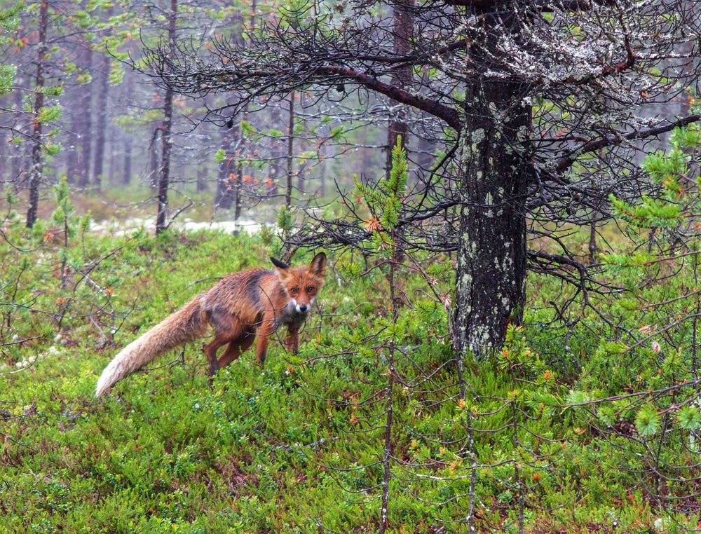 Photograph by Галина Андреева