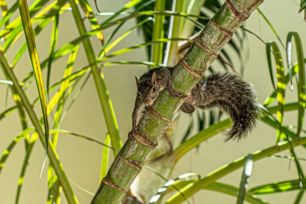 Серая белка