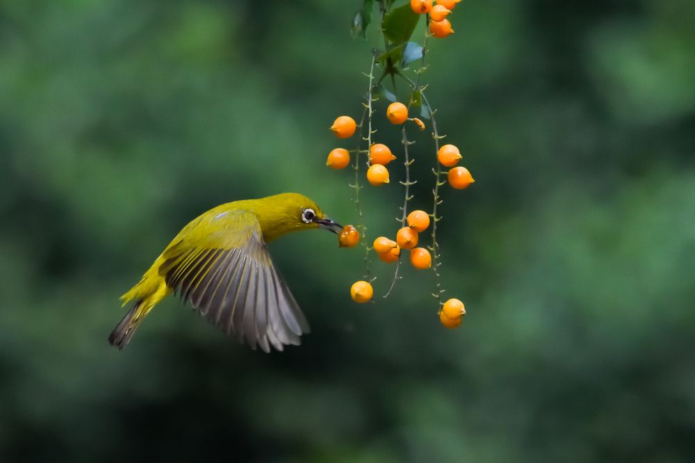 Photograph by Irene Chattopadhyay