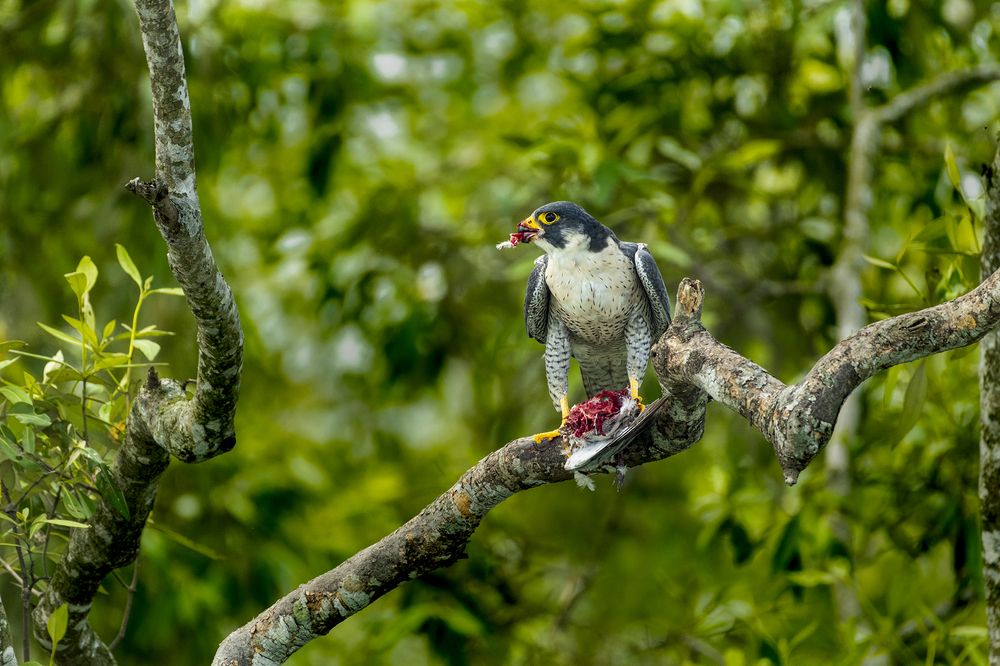 Photograph by Rahuldeb Bhattacharya