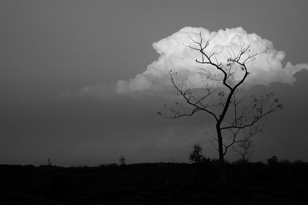 Photograph by SRIMANTA RAY