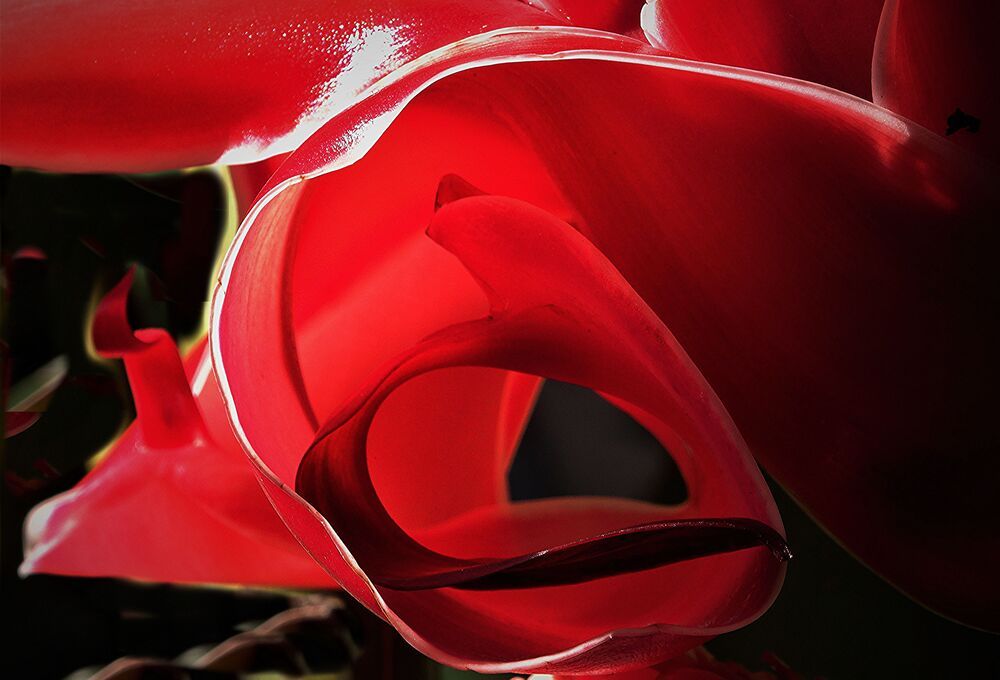 nature smooth shapes in a flower