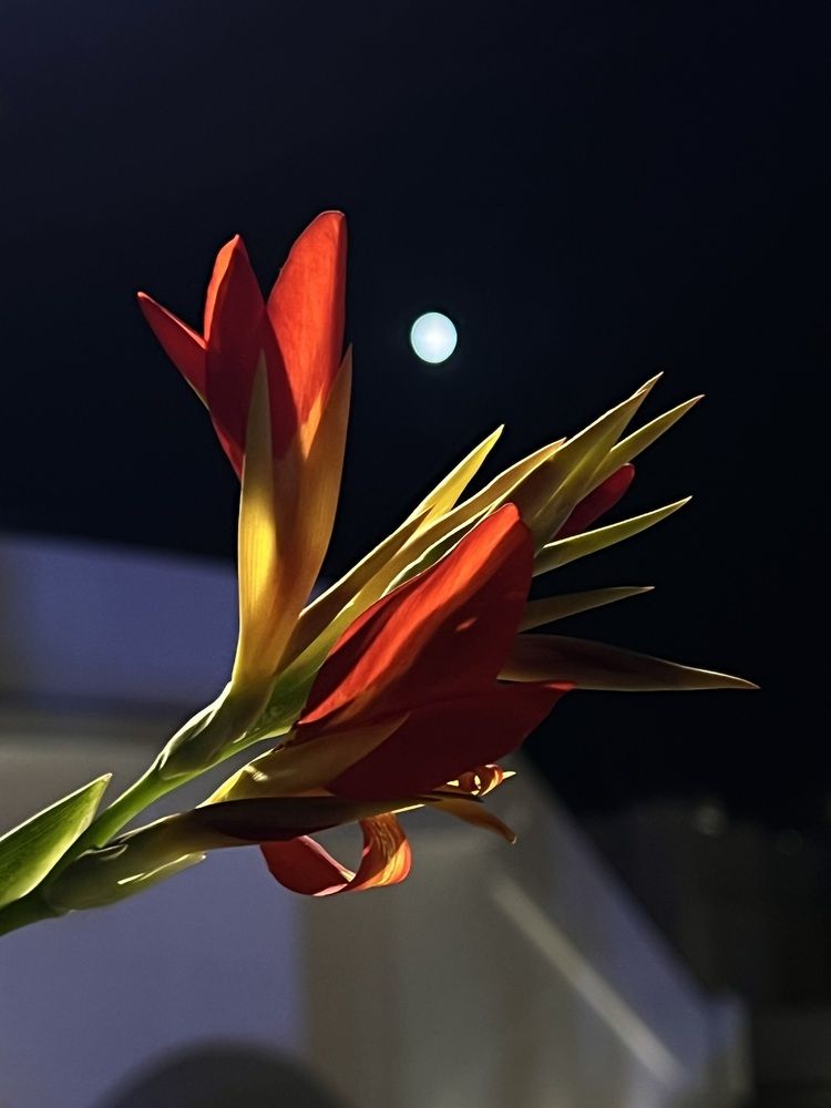 Лунный цветок