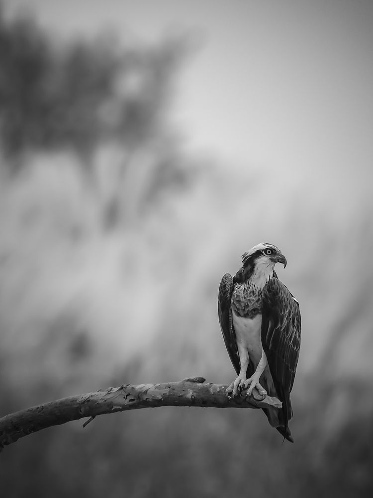 Photograph by Irene Chattopadhyay