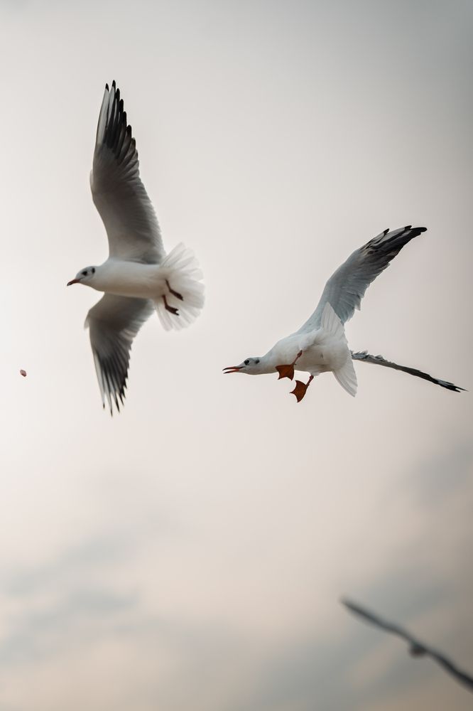 Photograph by Артём Гуцалюк