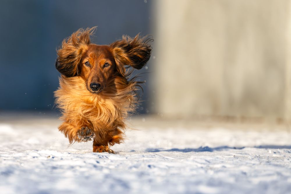 Фотография автора Дмитрий Дуров