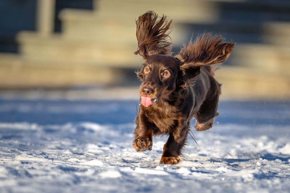 Фотография автора Дмитрий Дуров