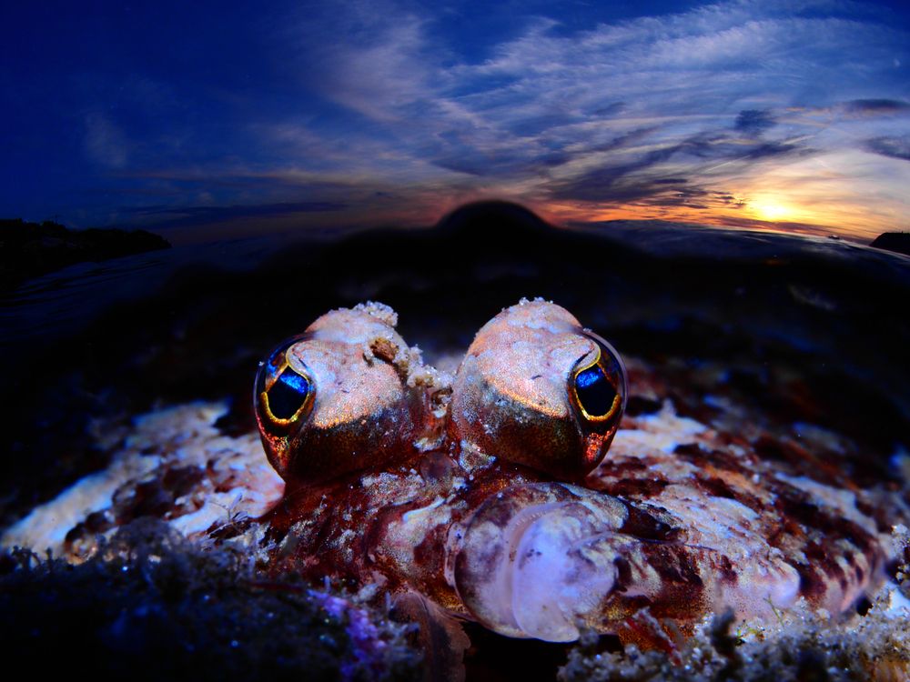 Фотография автора Francisco Sedano