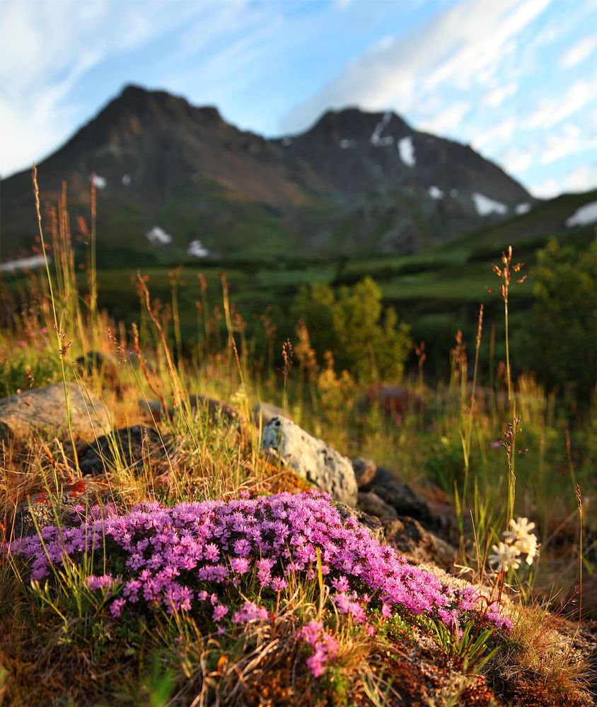 Цветущий Полярный Урал