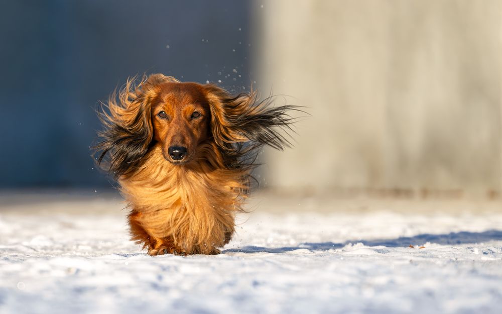 Фотография автора Дмитрий Дуров