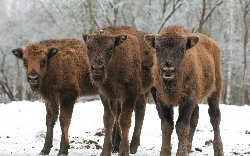 Photograph by Дмитрий Фетисов