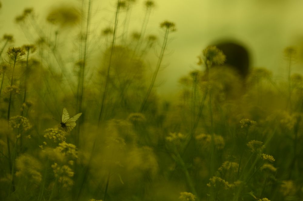 Photograph by Алина Бояринова