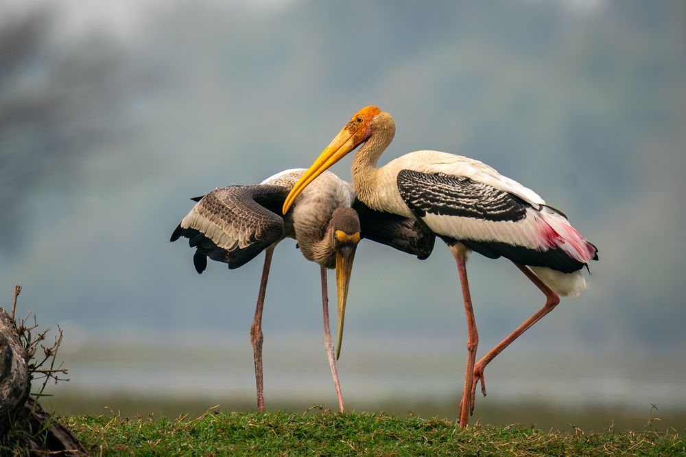 Feeding sequence of painted Stork
