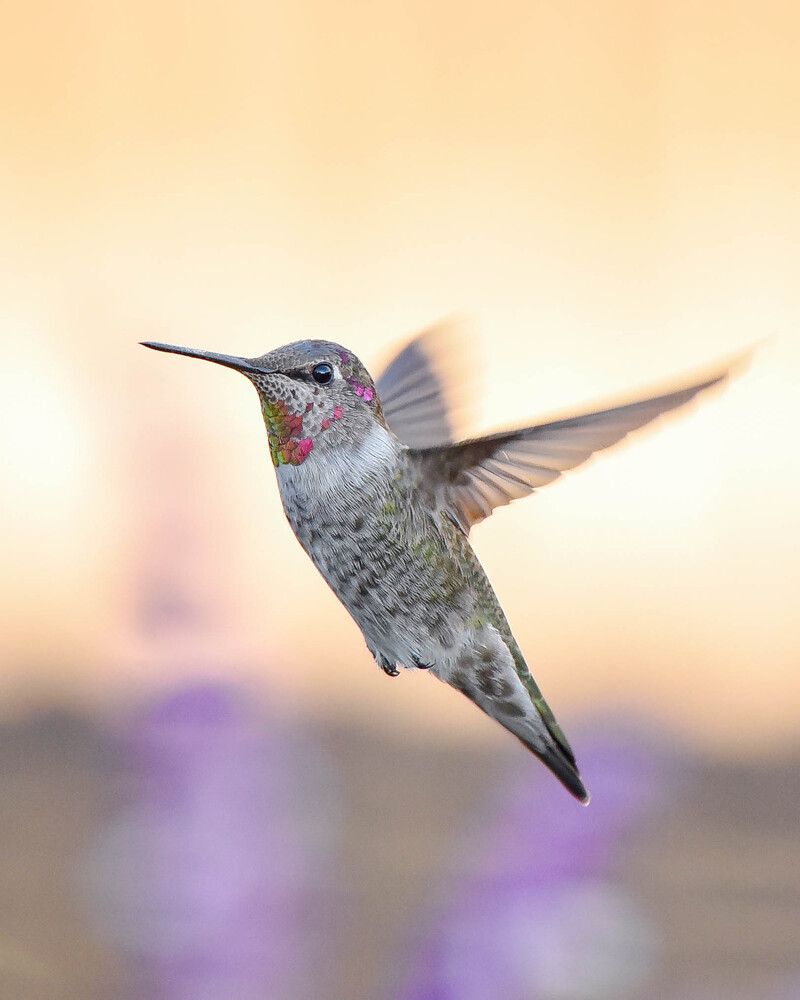 The Hummingbirds\' Life