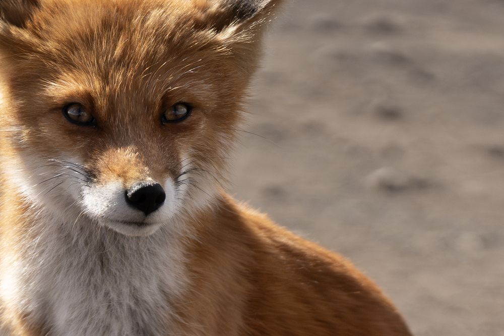 В гостях на Камчатке