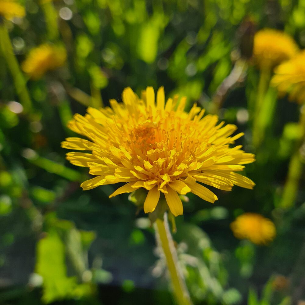 Фотография автора Ирина Дашевская