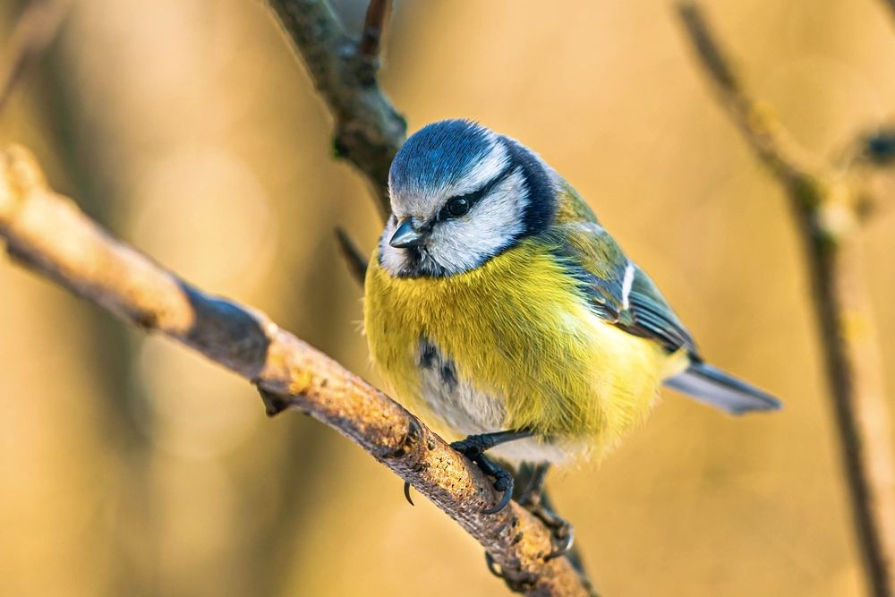 Фотография автора Helena Ivanova