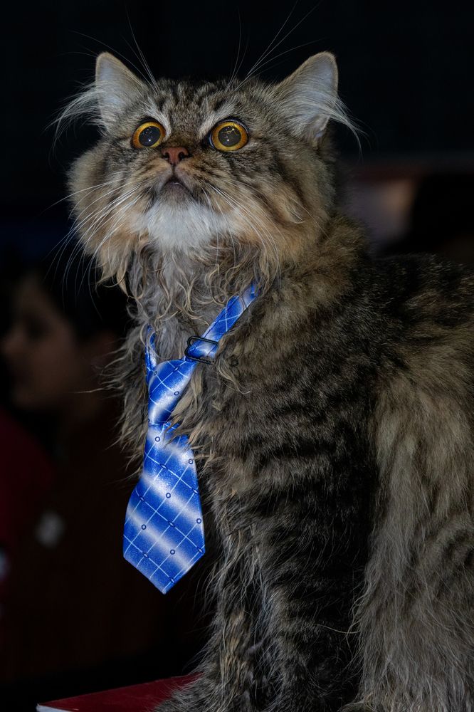 Photograph by Ankit Chhunchha