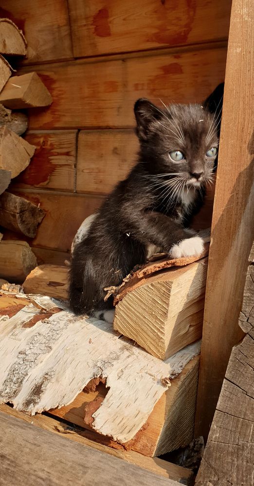 Фотография автора Татьяна Зарипова