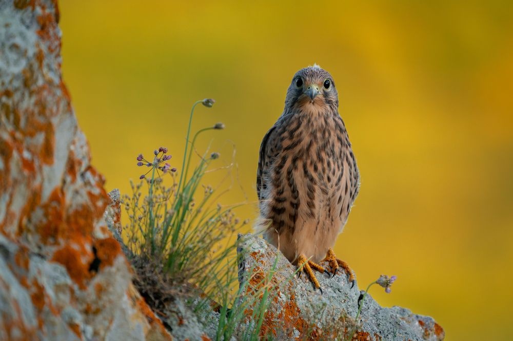 Photograph by Сергей Лебедев