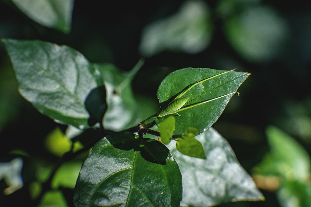 Photograph by kulottam