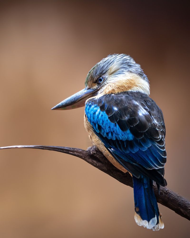 Photograph by Adriana smeu