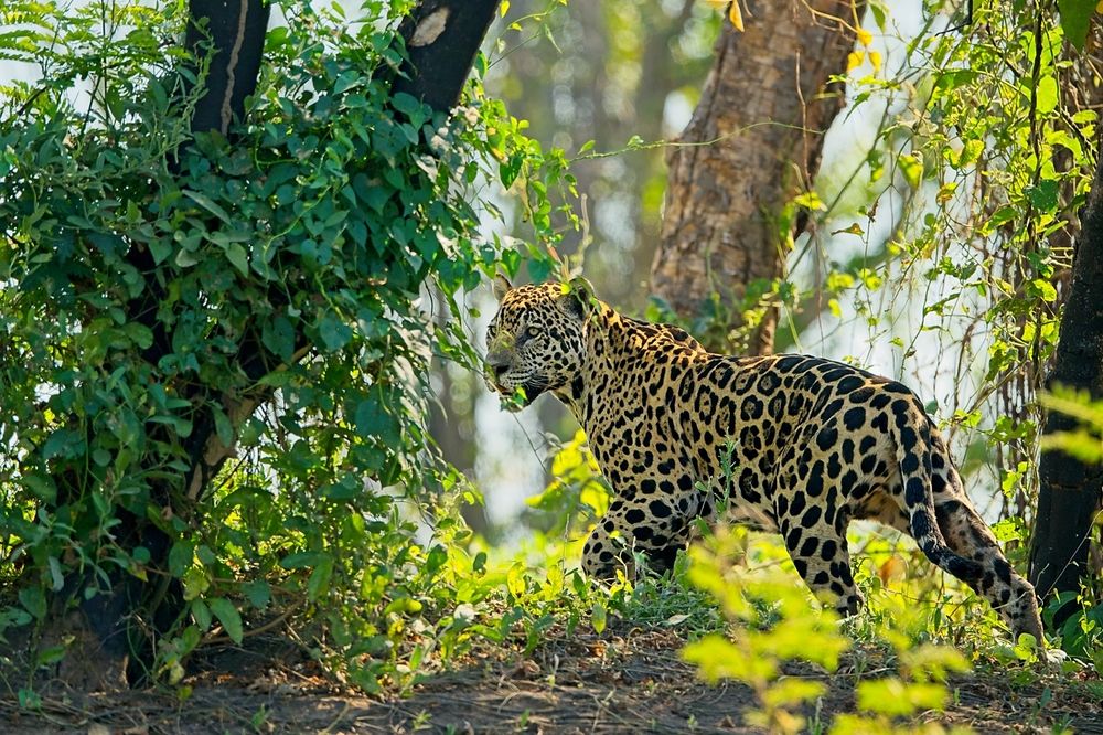 Icons of the Pantanal