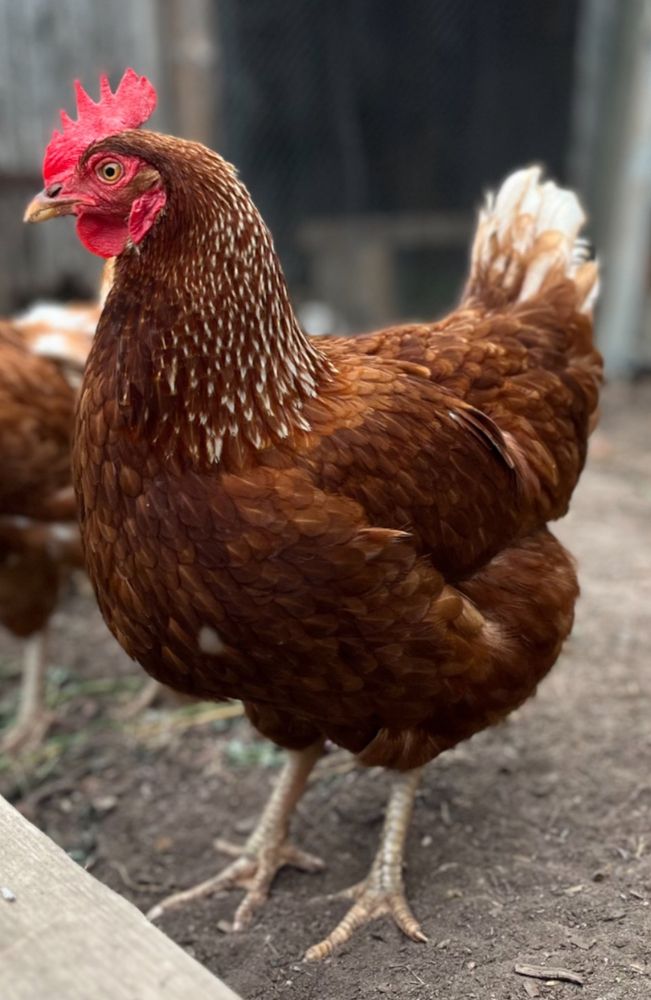 Photograph by Анна