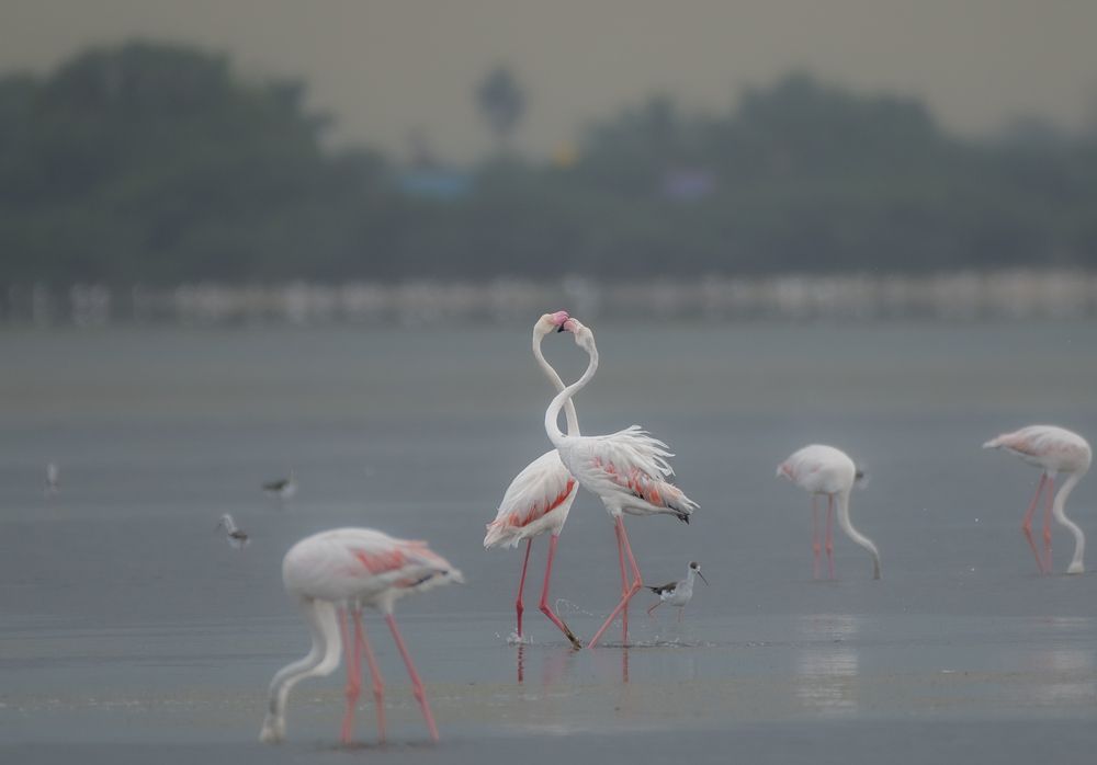 Photograph by Harsha Devalla