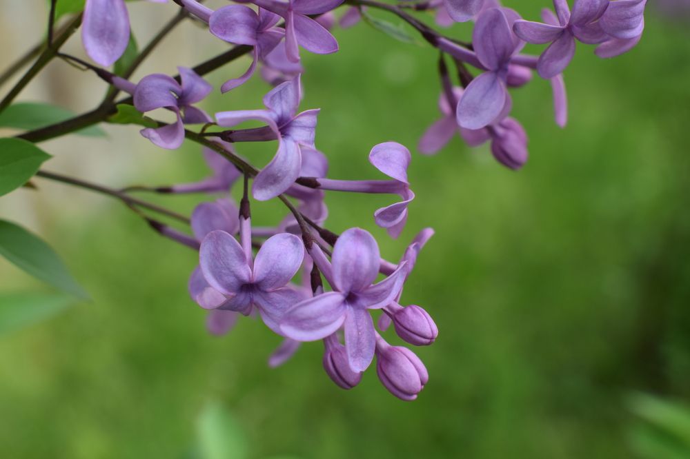 Горная сирень