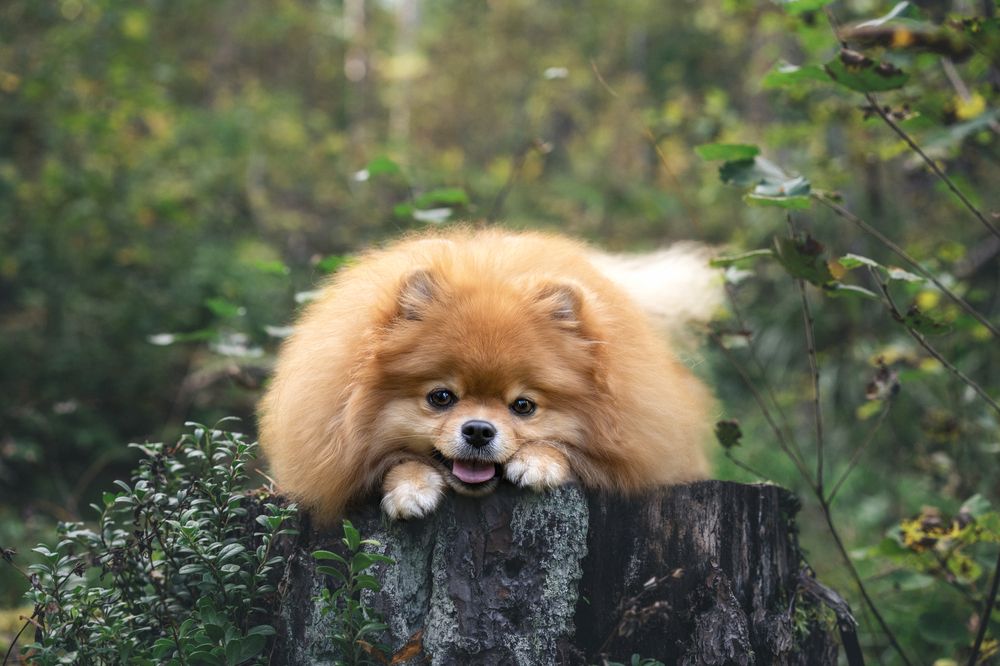 Фотография автора Валерия Капитонова