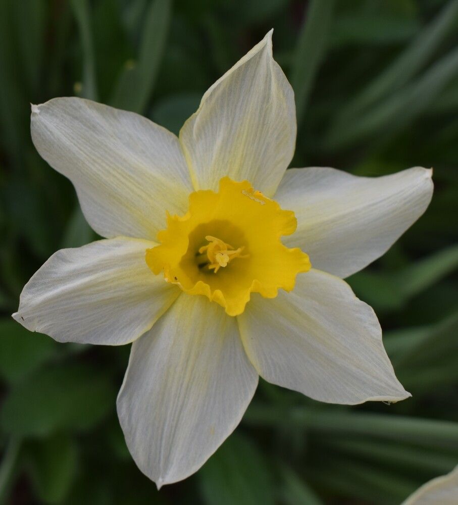 #белгородвцвету