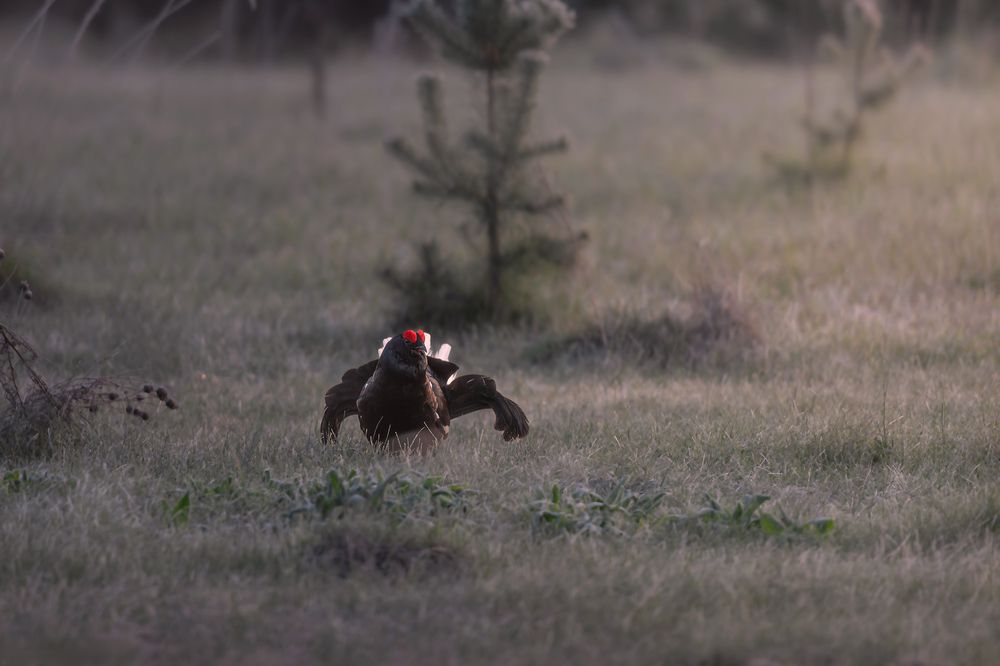 Photograph by Nephotograph