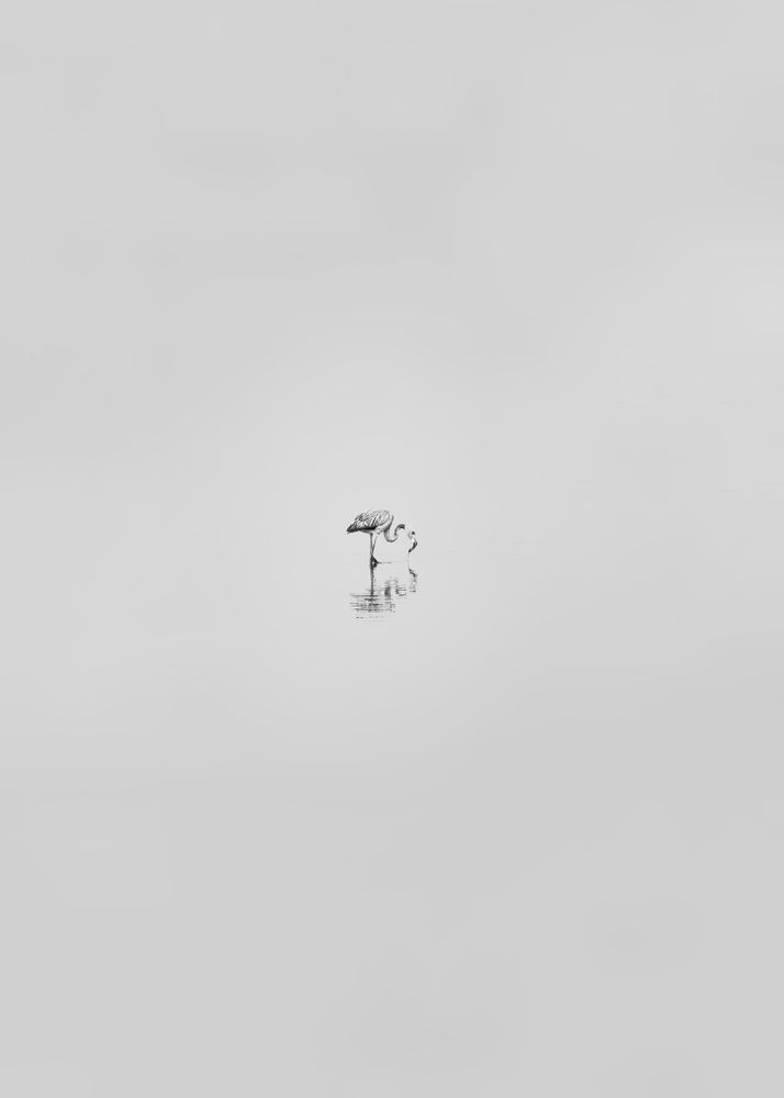 Elegance in Solitude