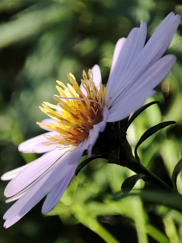 Осенние цветы