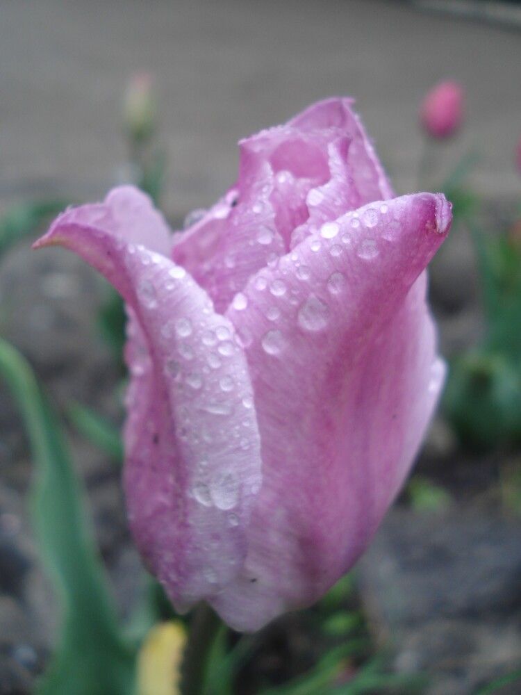 #цветыпобеды