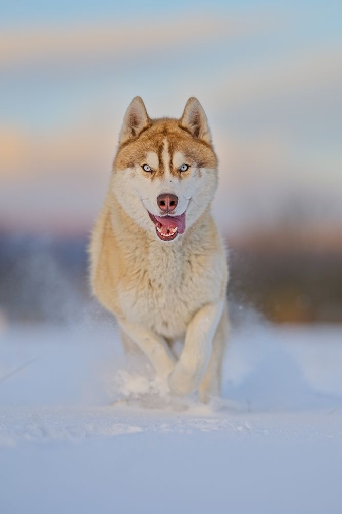 Photograph by Juraj Benčík