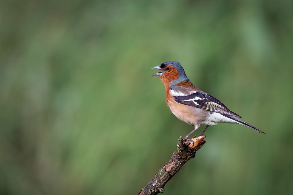 Photograph by Amin Maleki