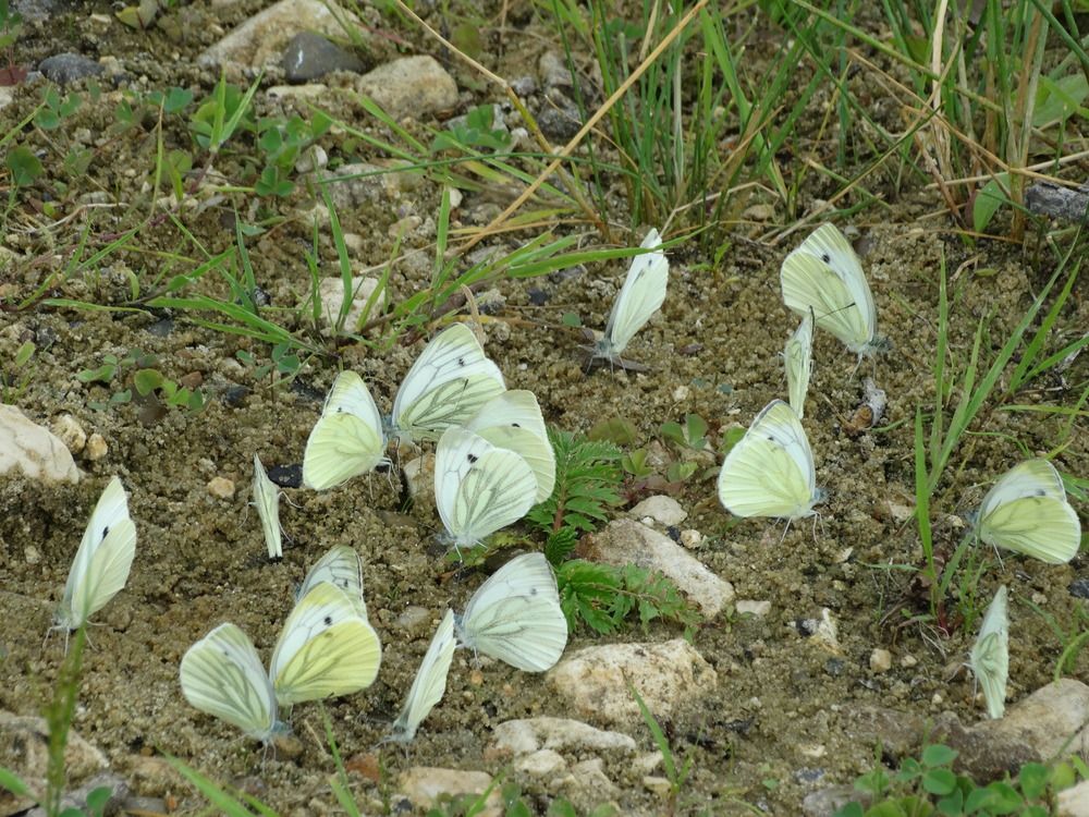 Колония бабочек