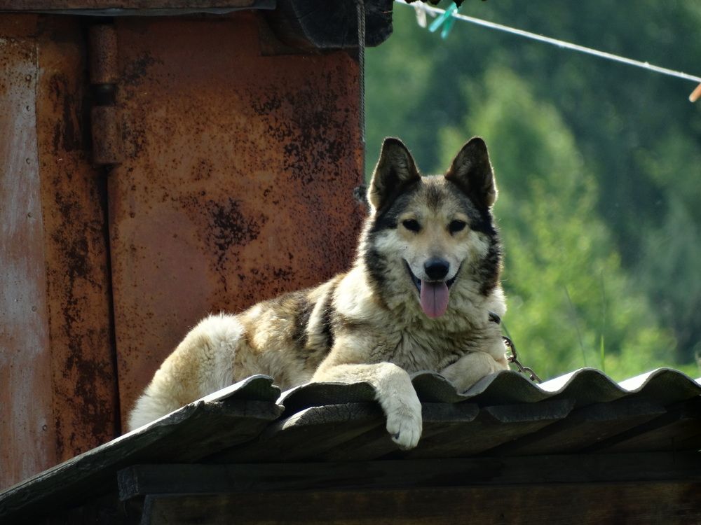 Верный страж, верный друг!