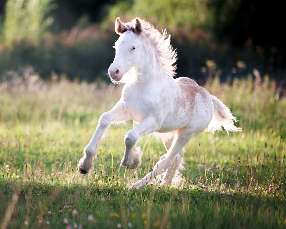 Photograph by Конный фотограф Яна Орлова