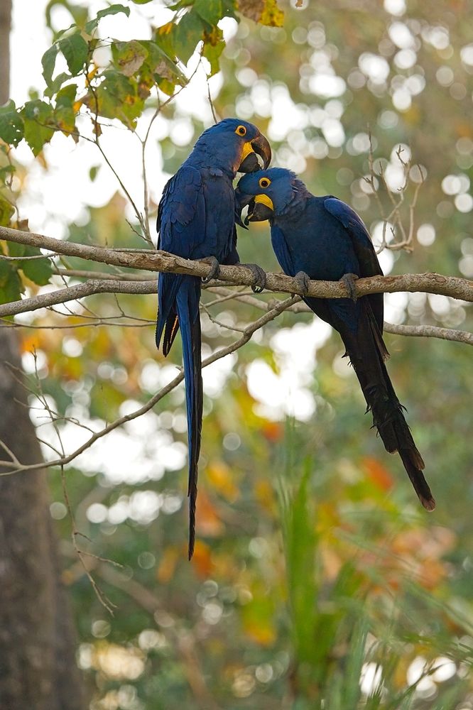 Courtship in macaws