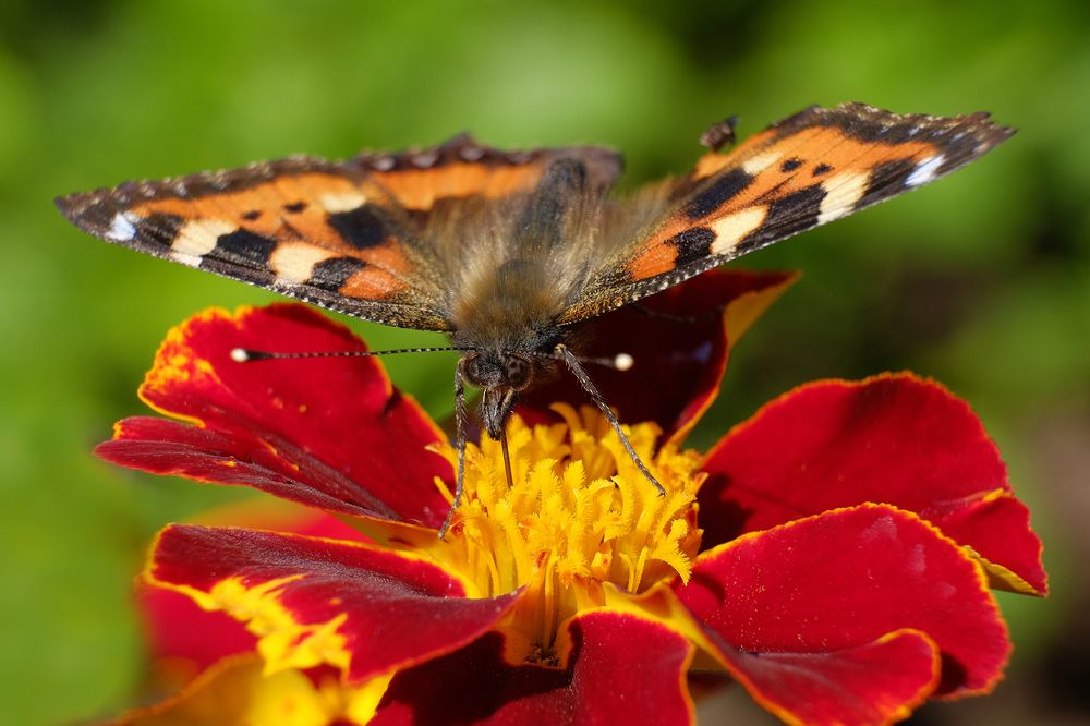 Photograph by ARTEM KORZHUKOV