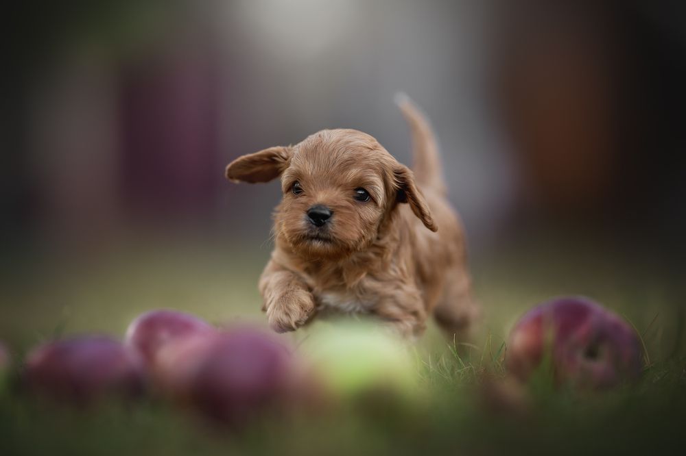 Photograph by Людмила Богуш