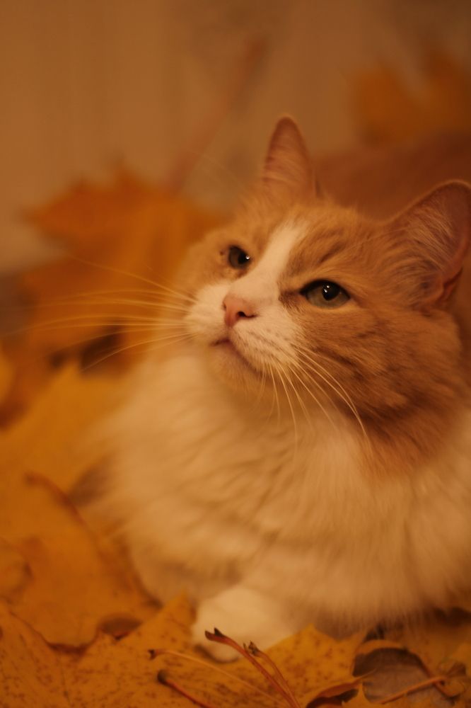 Photograph by Людмила Липаткина