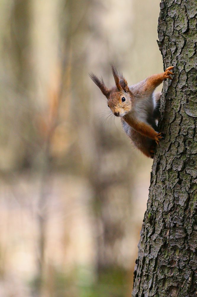 Photograph by Максим Светличный