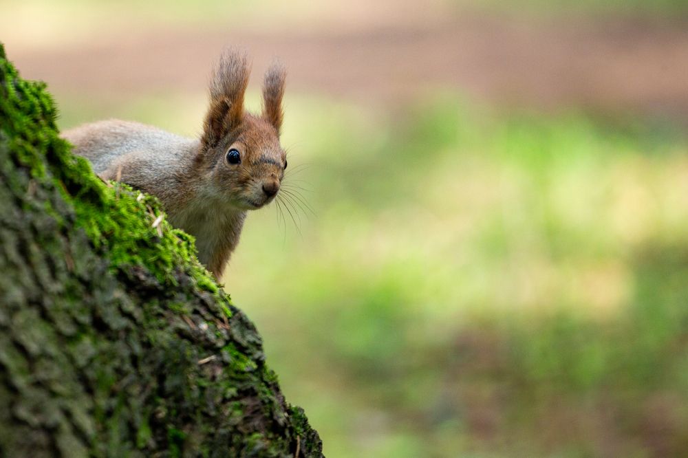 Photograph by Максим Светличный