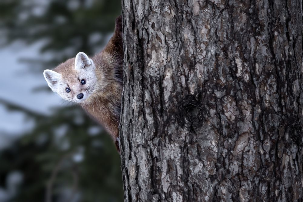 Pine Marten